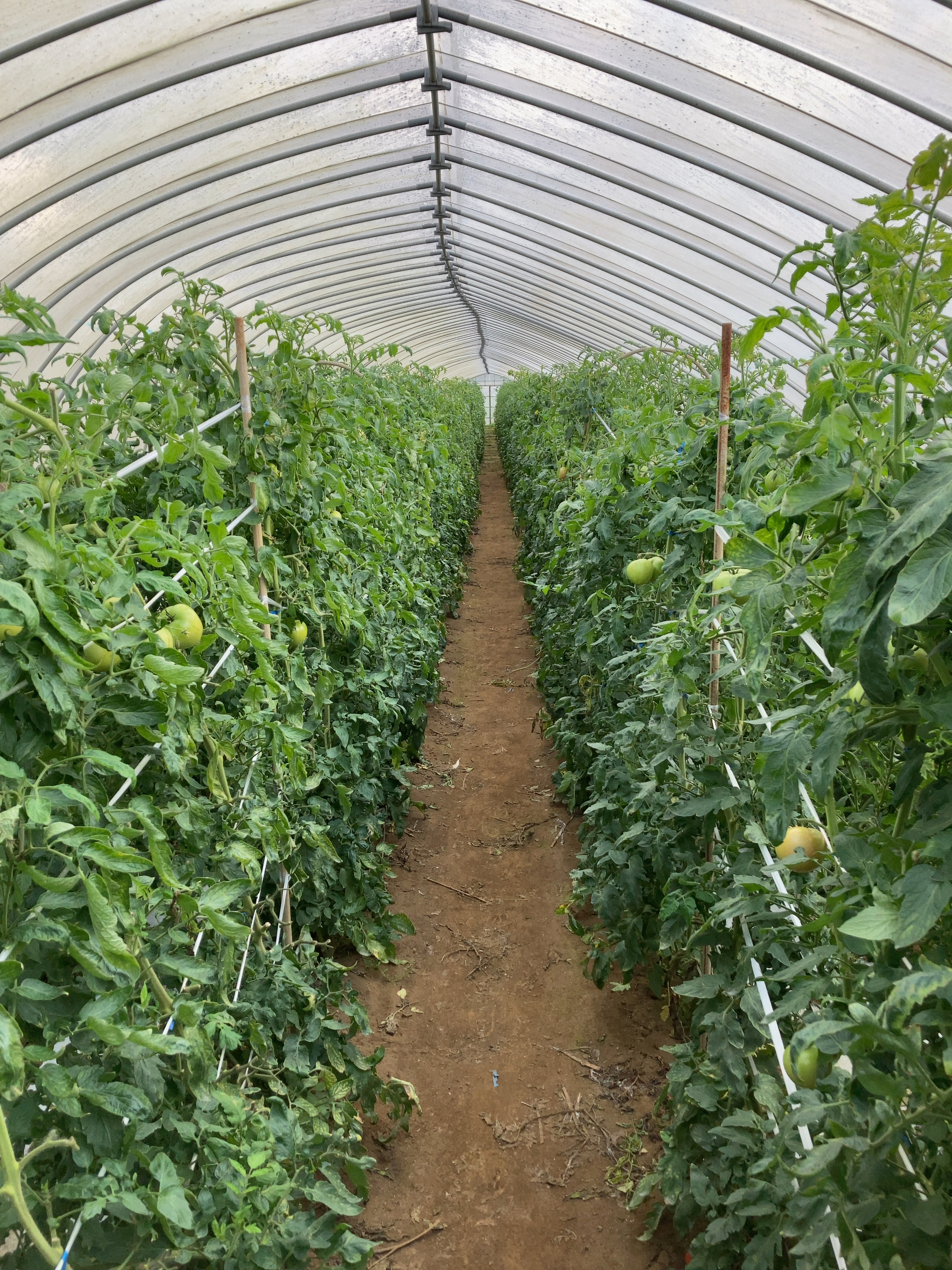 丸朝農協では、主力の夏秋トマト以外に、春トマトも栽培