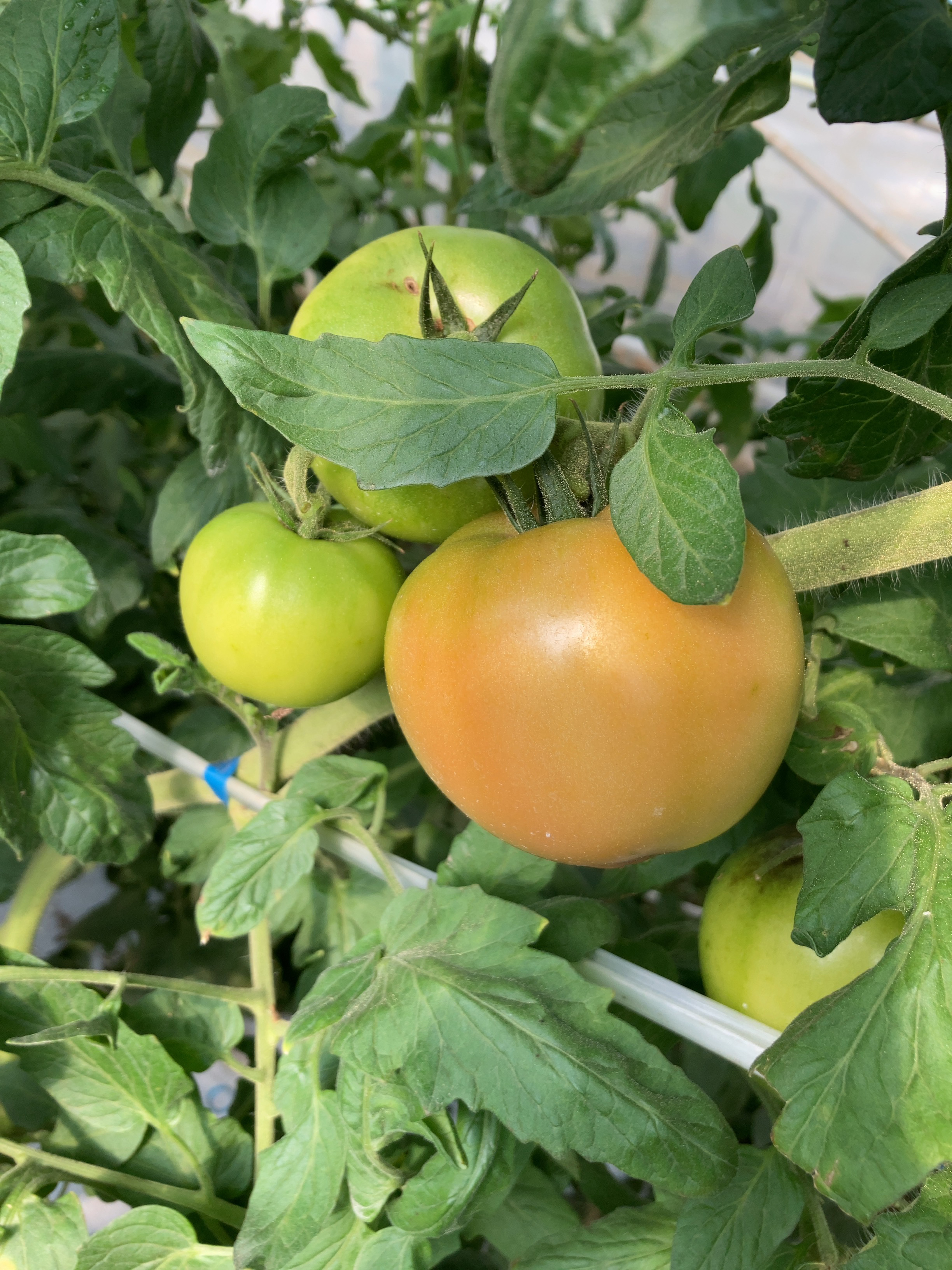 齋藤さんのハウスでは、大玉トマト（桃太郎ヨーク、麗月）を栽培