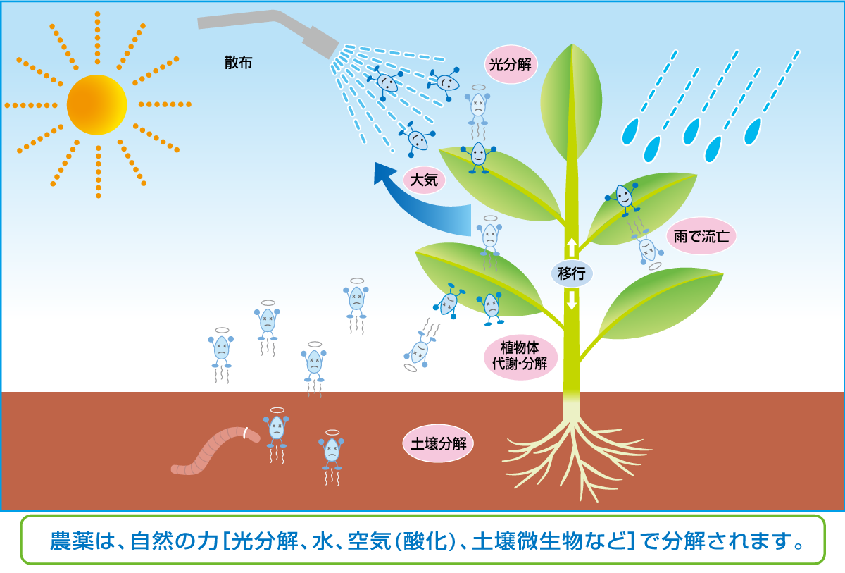 農薬は、自然の力［光分解、水、空気（酸化）、土壌微生物など］で分解されます。