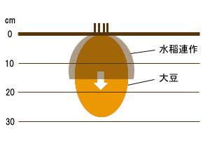図1：大豆あと稲の根系変化イメージ