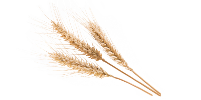 小麦