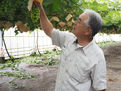 4年前からはじめたシャインマスカット栽培。農業の柱の一つとしての成長を目指す