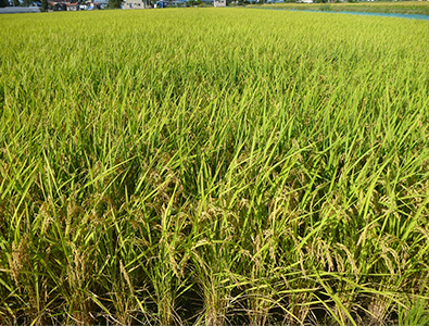 良食味で保水性が高い品種「つくばＳＤ２号」