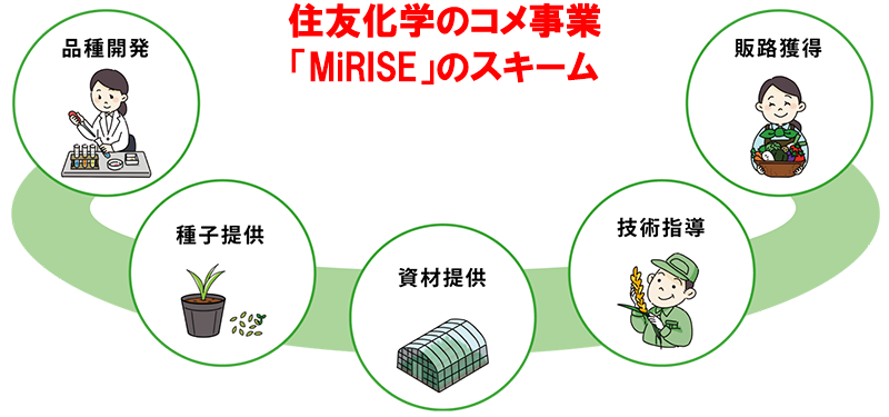 住友化学のコメ事業「MiRISE」のスキーム