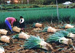 写真(1)新潟県神林村の「やわ肌ねぎ」