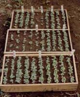 播種床：現在は水稲の育苗箱を利用することが多い。品種によって発芽が随分違う。