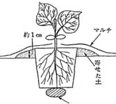 図：低温時活着肥の位置