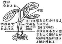 図１.「呼び接ぎ」の方法