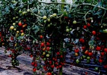 写真(4)ミニトマトは戦後の誕生　今江はトマトの主力商品にまで販売を伸ばす。