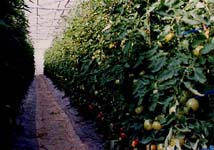 写真(5)最も普通の大型施設の栽培。この作型は暖地の加温越冬栽培や無加温春まきである。