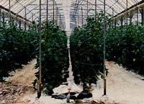 写真(6)ロックウール栽培は一時代流行。現在はやや減少。トマトはこの栽培に適している。