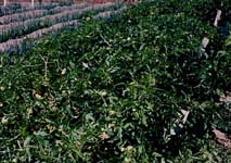 写真(7)加工トマトの地這い栽培。東京周辺では、栃木県、長野県、新潟県等で栽培が見られる。