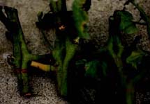 写真(12)桃太郎トマトの茎の「窓明き（メガネ）」