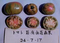写真(14)条腐病のうち黒すじ型のトマト。筆者が園試に転勤直後、被害が多く驚いて撮影したもの