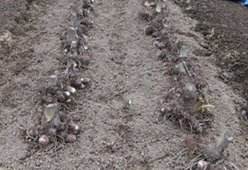 露地マルチサトイモ栽培
