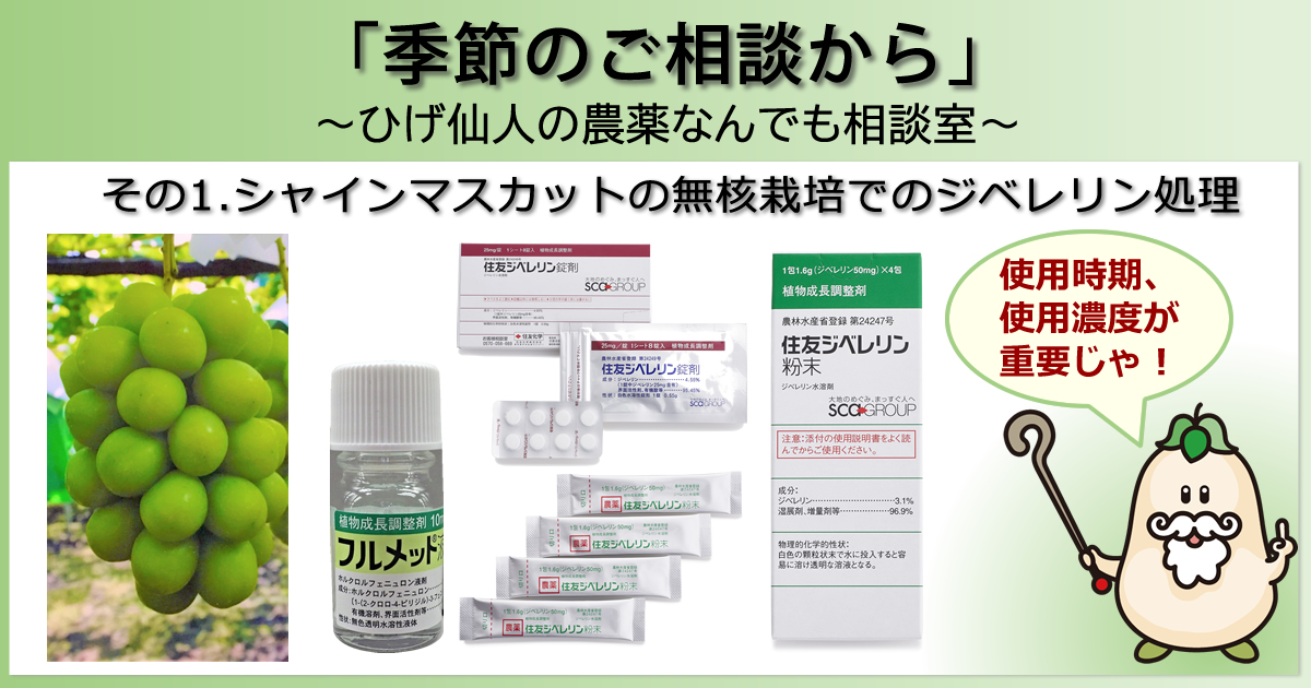 【「季節のご相談から」　～ひげ仙人の農薬なんでも相談室～】その1．シャインマスカットの無核栽培でのジベレリン処理