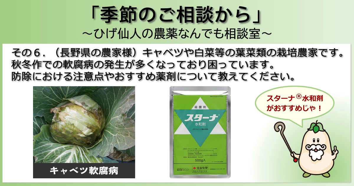 【「季節のご相談から」　～ひげ仙人の農薬なんでも相談室～】その６．（長野県の農家様）キャベツや白菜等の葉菜類の栽培農家です。秋冬作での軟腐病の発生が多くなっており困っています。防除における注意点やおすすめ薬剤について教えてください。