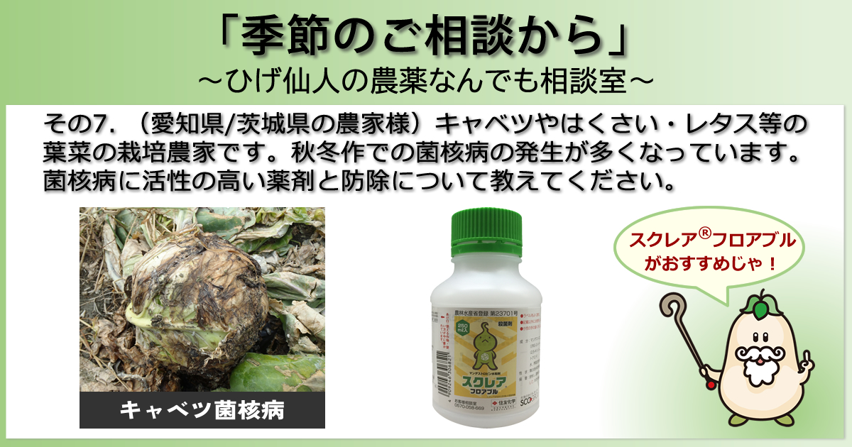 【「季節のご相談から」　～ひげ仙人の農薬なんでも相談室～】その７．（愛知県/茨城県の農家様）キャベツやはくさい、レタス等の葉菜の栽培農家です。秋冬作での菌核病の発生が多くなっています。菌核病に活性の高い薬剤と防除について教えてください。