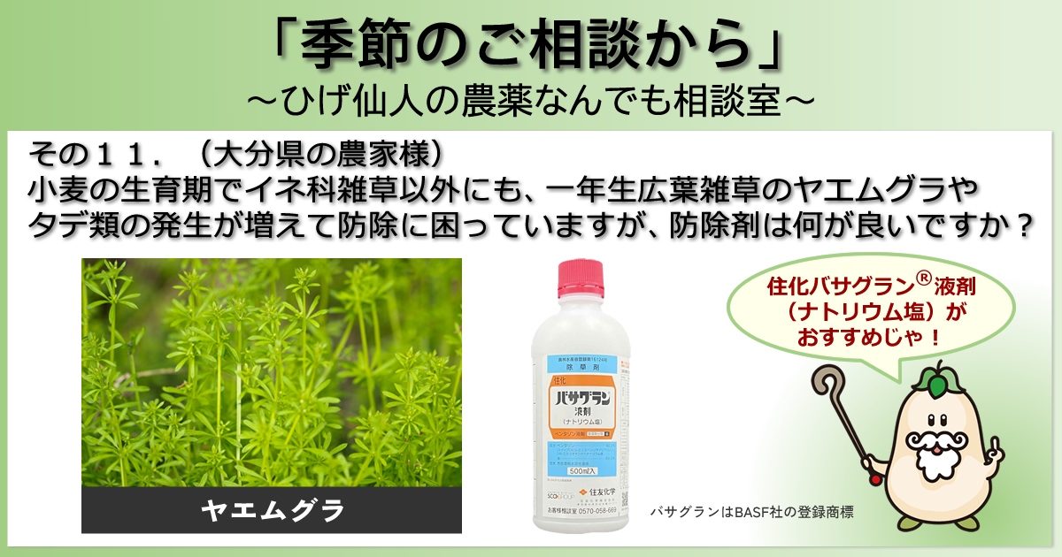 【「季節のご相談から」　～ひげ仙人の農薬なんでも相談室～】その１１．（大分県の農家様）小麦の生育期でイネ科雑草以外にも、一年生広葉雑草のヤエムグラやタデ類の発生が増えて防除に困っていますが、防除剤は何が良いですか？