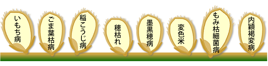 ブラシンシリーズ 住友化学 I 農力 おすすめ製品