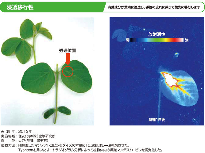 図：浸透移行性　有効成分が葉内に浸透し、導管の流れに乗って葉先に移行します。